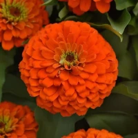 Цинния Zesty Orange (семена 5 шт.)