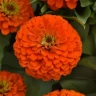 Цинния Zesty Orange (семена 5 шт.)
