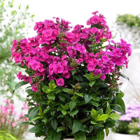 Флокс Younique Cerise