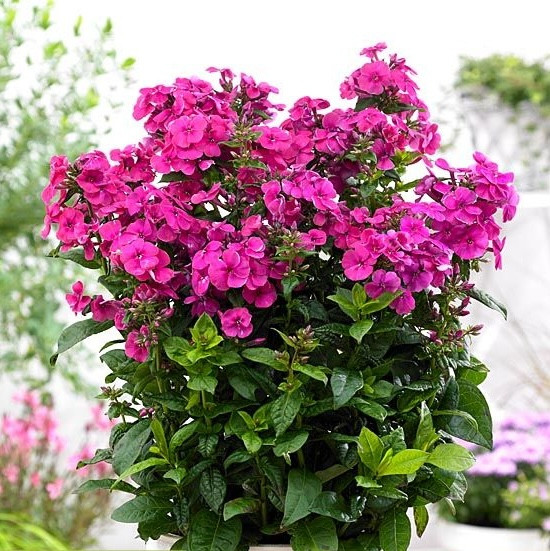 Флокс Younique Cerise