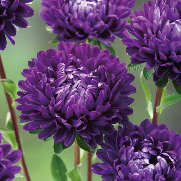 Астра Optimo Deep Purple (семена 10 шт.)