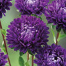 Астра Optimo Deep Purple (семена 10 шт.)