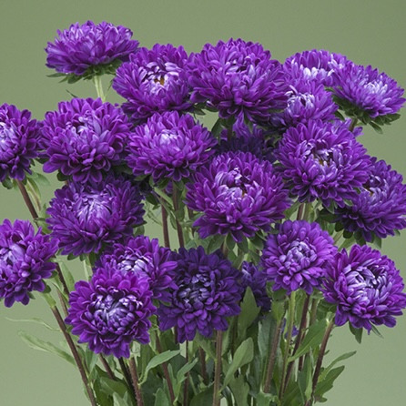 Астра Optimo Deep Purple (семена 10 шт.)