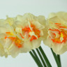 Нарцисс Flower Parade (3 луковицы)
