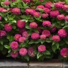 Цинния Zesty Pink (семена 5 шт.)