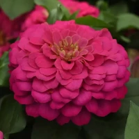 Цинния Zesty Pink (семена 5 шт.)