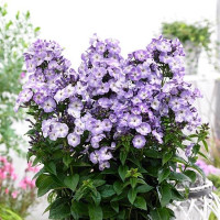 Флокс Younique Old Blue