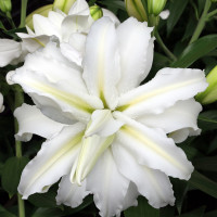 Лилия Polar Star