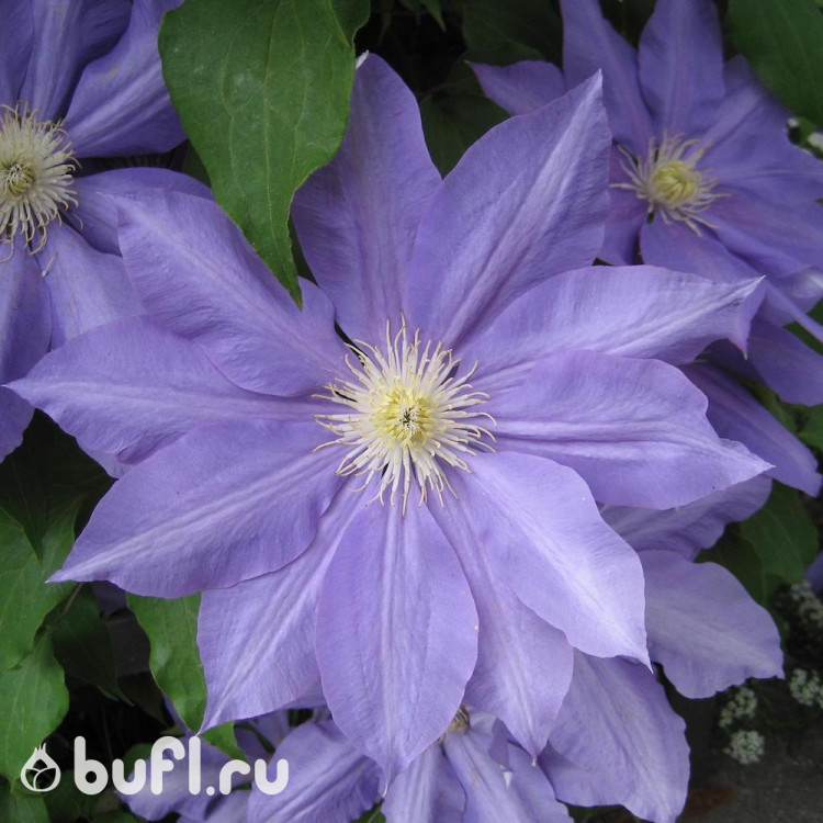 Clematis H.F. Young