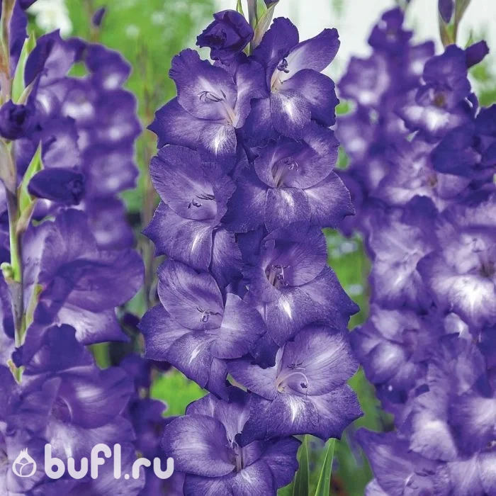 Луковицы гладиолусов Sochi в интернет-магазине bufl.ru