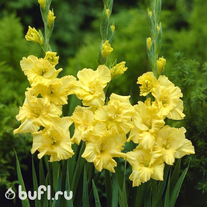 Гладиолус Bra Val (5 луковиц)