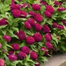 Цинния Zesty Purple (семена 5 шт.)