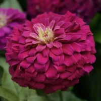 Цинния Zesty Purple (семена 5 шт.)