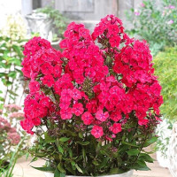 Флокс Younique Red