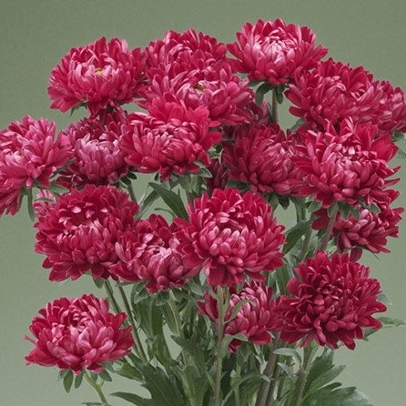 Астра Optimo Red (семена 10 шт.)