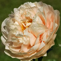 Пион Пастелеганс (Pastel Elegance)