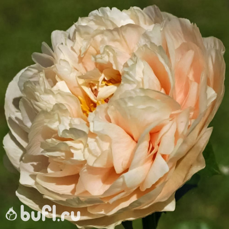 Пион Пастелеганс (Pastel Elegance)