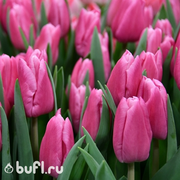 Купить луковицы тюльпанов Jumbo Pink в интернет-магазине bufl.ru