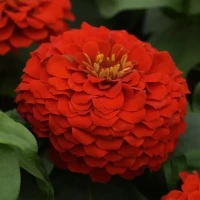 Цинния Zesty Scarlet (семена 5 шт.)