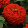 Цинния Zesty Scarlet (семена 5 шт.)