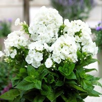 Флокс Younique White Флокс Younique White