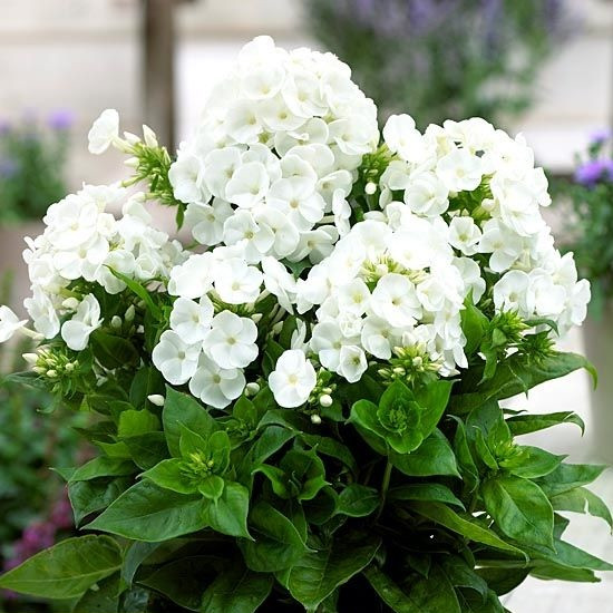 Флокс Younique White