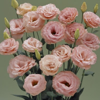 Эустома Arena Apricot (семена 5 шт.)