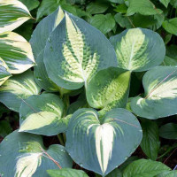 Хоста Lakeside Cupcake