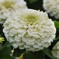 Цинния Zesty White (семена 5 шт.)