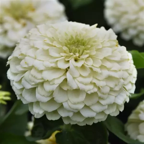 Цинния Zesty White (семена 5 шт.)