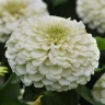 Цинния Zesty White (семена 5 шт.)