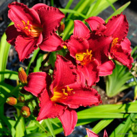 Лилейник Siloam Red Toy