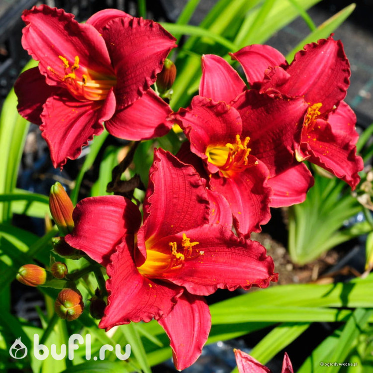 Лилейник Siloam Red Toy