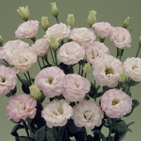 Эустома Arena Pink Flash (семена 5 шт.)