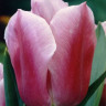 Луковицы тюльпанов Holland Beauty