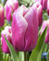 Луковицы тюльпанов Holland Beauty 10 шт.