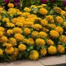 Цинния Zesty Yellow (семена 5 шт.)