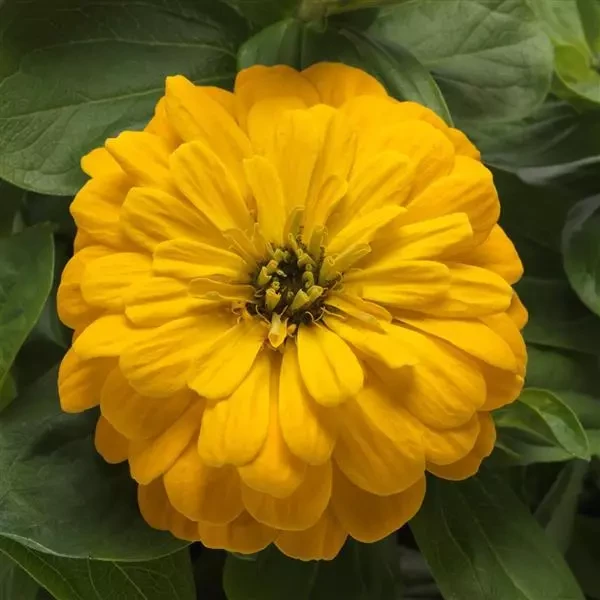 Цинния Zesty Yellow (семена 5 шт.)