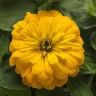 Цинния Zesty Yellow (семена 5 шт.)