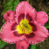 Лилейник Always Liberty Лилейник Always Liberty