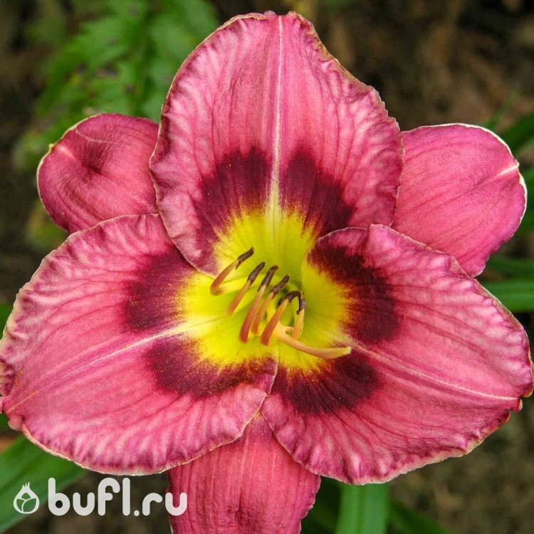 Лилейник Always Liberty