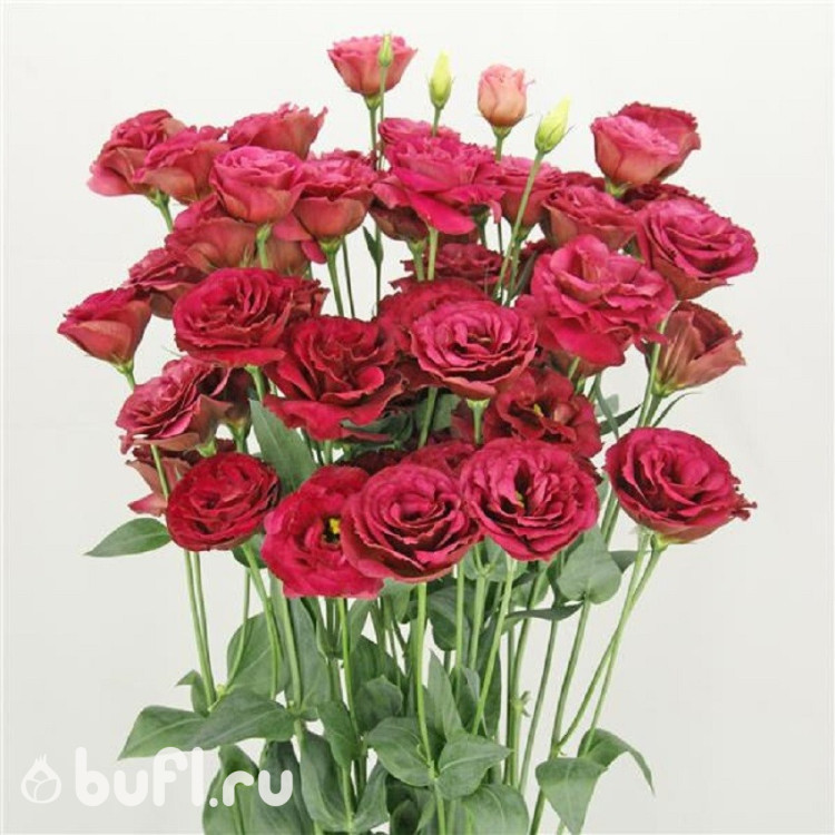 Эустома Arena Red (семена 5 шт.)