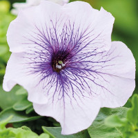 Петуния Grandiflora Silver Blue (семена 10 шт.)