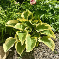 Хоста Либерти (Liberty) L