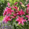 Лилия Roselily Elena