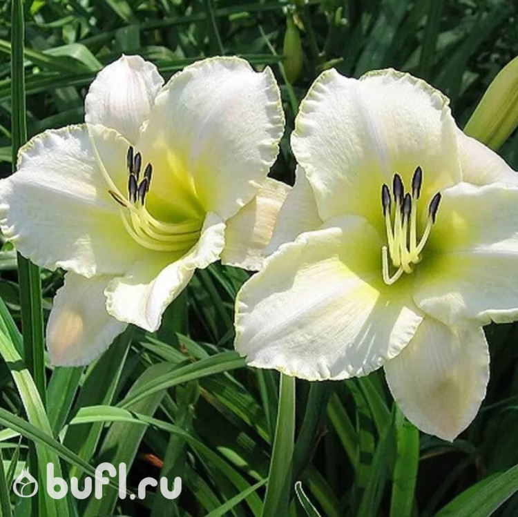 Лилейник Arctic Snow