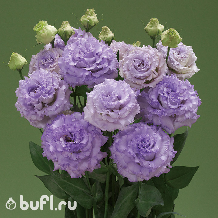 Эустома Corelli Sugoi Light Lavender (семена 5 шт.)