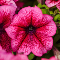 Петуния Grandiflora Plum (семена 10 шт.)