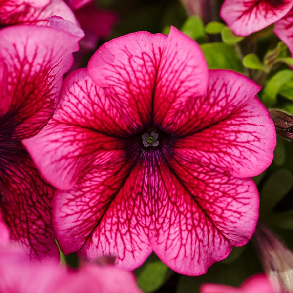 Петуния Grandiflora Plum (семена 10 шт.)