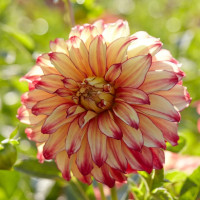 Георгин (Dahlia) Lady Darlene Георгин (Dahlia) Lady Darlene